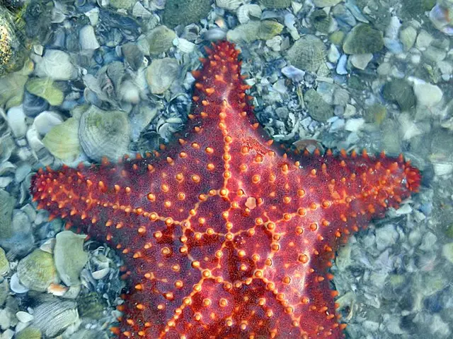 Top 10 Animal Products Boosting Health and Vitality