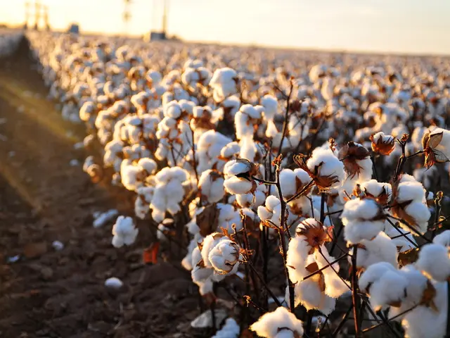 Sandy Soil Saviors: The Starring Role of Nitrogen-Fixing Plants?