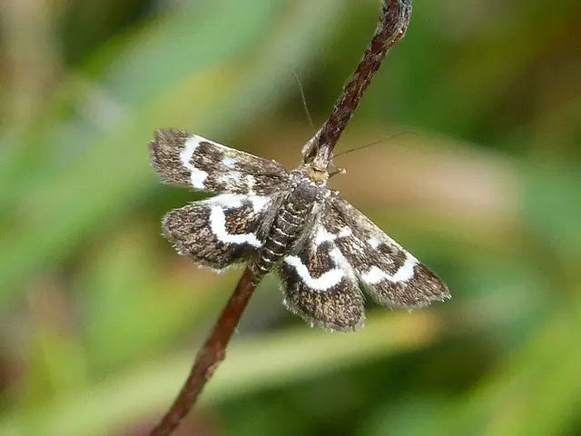 Understanding Bias in Thought: Definition and Strategies for Overcoming It