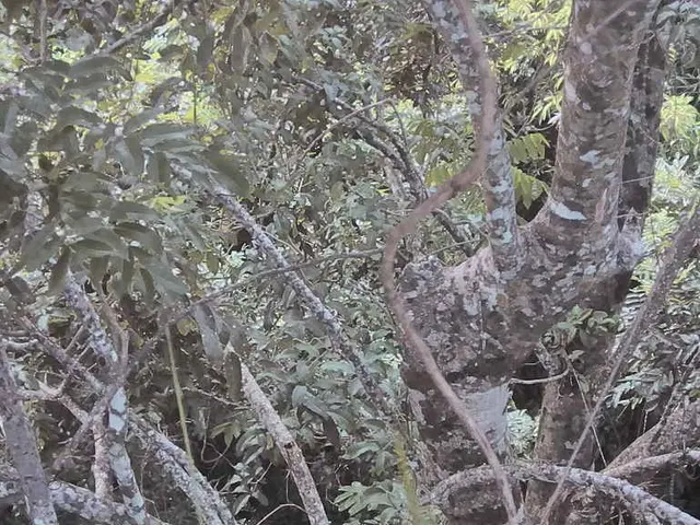 USGBC's LEED Green Associate Certification: Forest Stewardship Council Confirms Eco-Friendly...