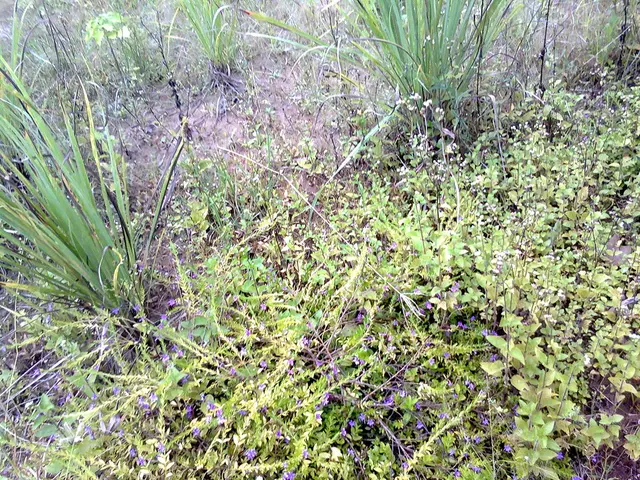 Extraterrestrial Life Indicators in Light of Exoplanet Radiation Patterns - Comprehensive...