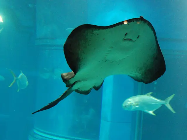 Enhanced Vision in Acidic Fish Eyes: Unveiling Superior Sight