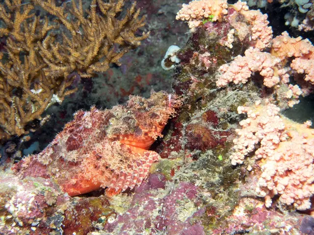 Eight Unanticipated Wellness Perks of Consuming Wakame Kelp