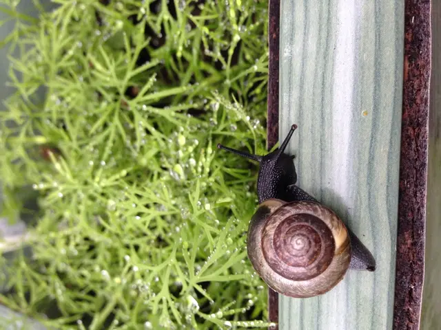 Israel initiates campaign to eliminate land snails, aiming to minimize bilharzia cases in Homa Bay.