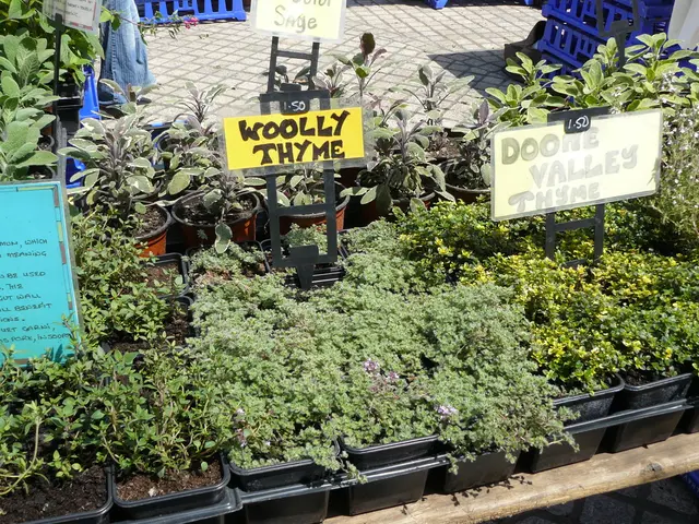 In this image we can see plants in the flower pots, information boards, floor and fence.