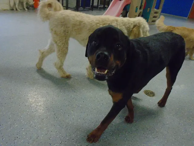 In this picture we can see dogs on the floor.