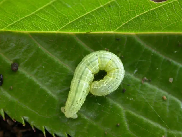 In the image there is a worm on the leaf.