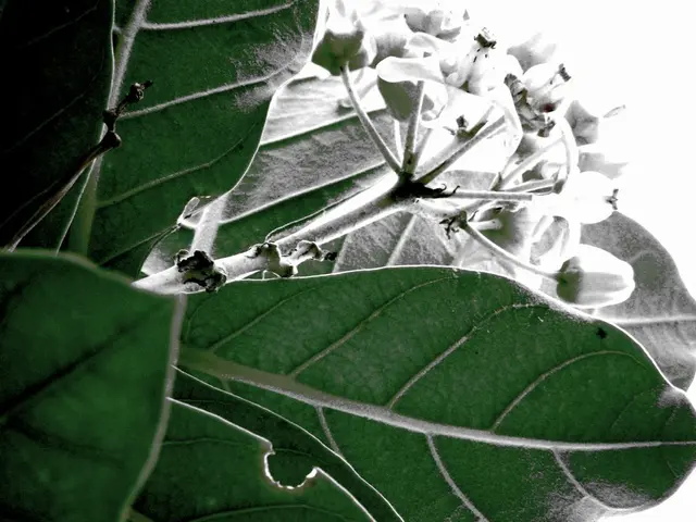 This image consists of leaves with buds.