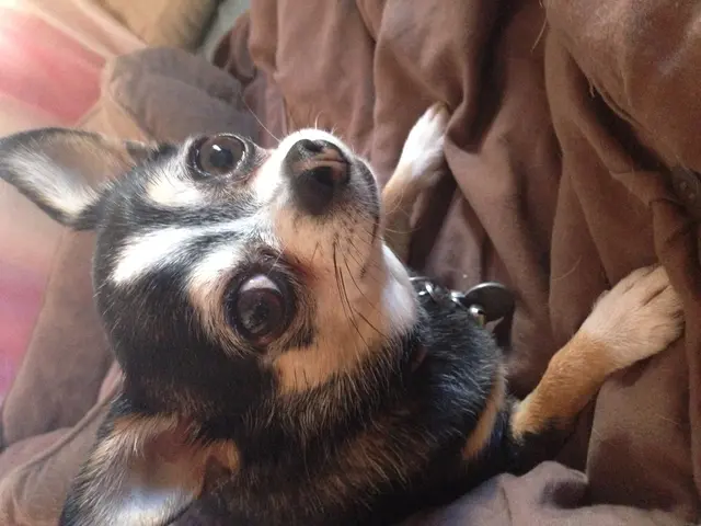 In this image there is a dog on the couch.