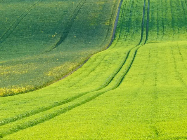 In this picture I can see fields and few paths in the middle.