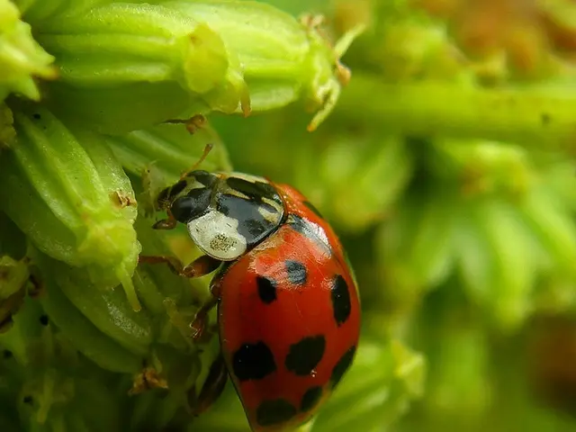 This is a macro photography of an insect I can see the background in green color and blurred.